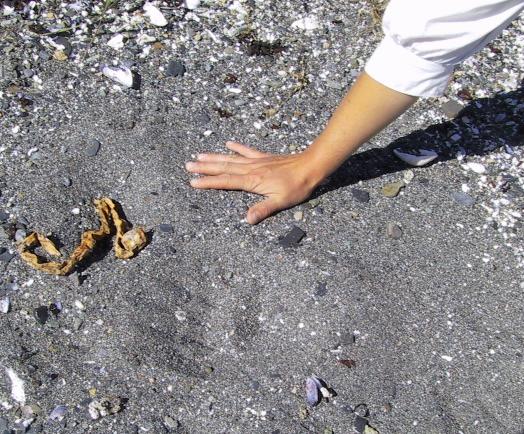 bear track
