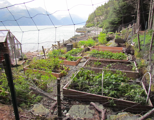 homestead garden 2015