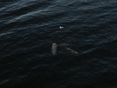 sea lions