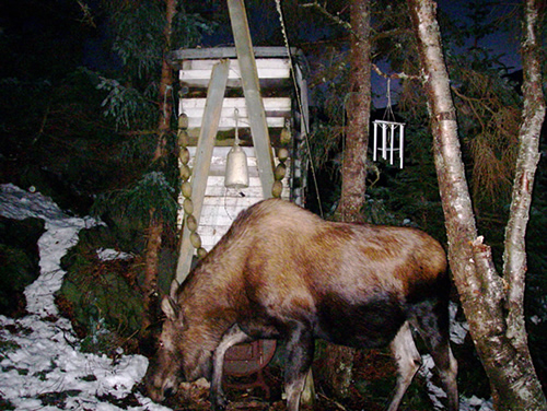 mama moose