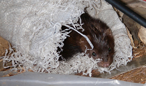 mink