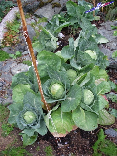 cabbages