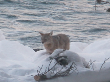 coyote 1