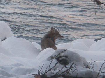 coyote 2