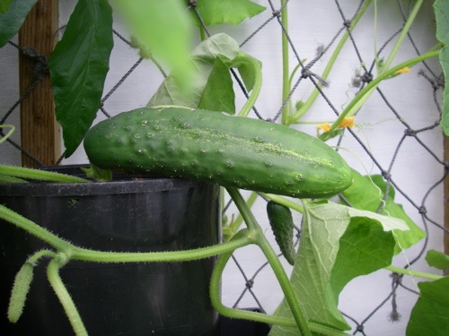 cucumber