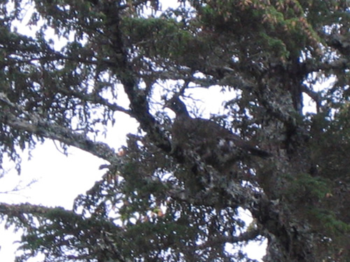 blue grouse
