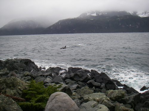 killer whale