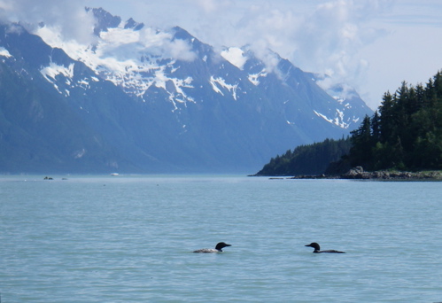 loons