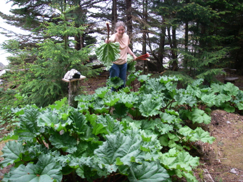 rhubarb for all!
