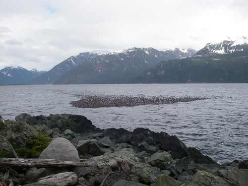 surf scoters