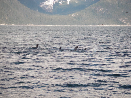 sea lions hunting herring