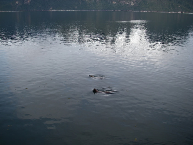 sealions