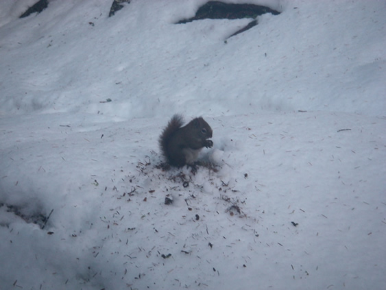 squirrel
