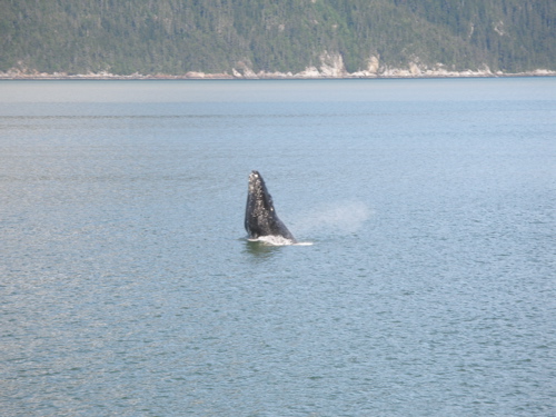 whale breaching