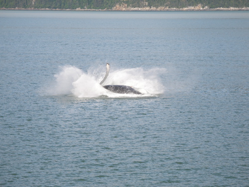 whale touch down