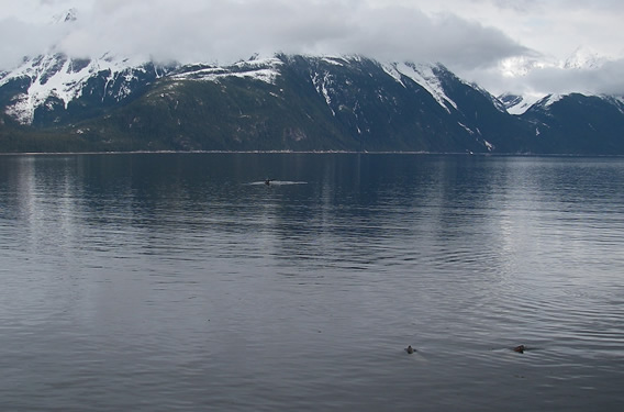 whale and sealions